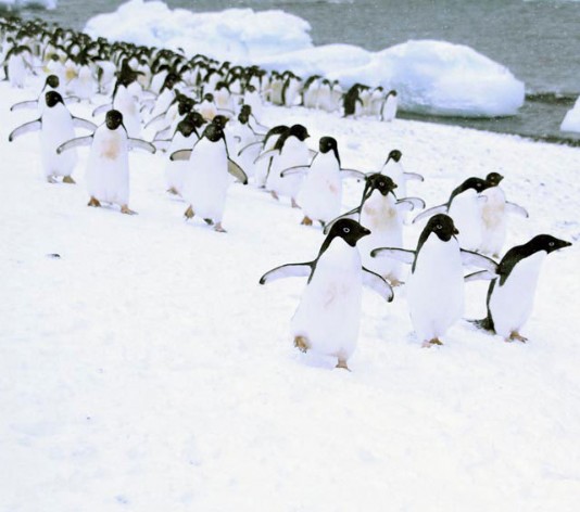 Adélie penguins waddling across the Antarctic ice