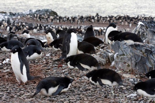 An Adélie penguin rookery