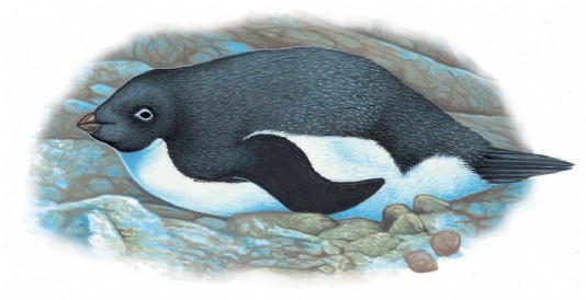 An Adélie penguin adult insulates its eggs