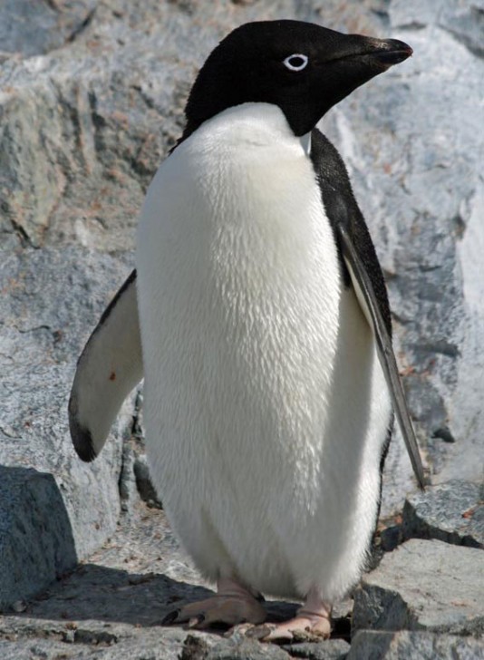 Adélie penguin