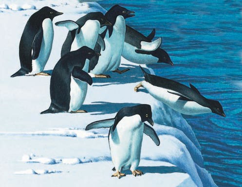 Adélie penguins at the water's edge