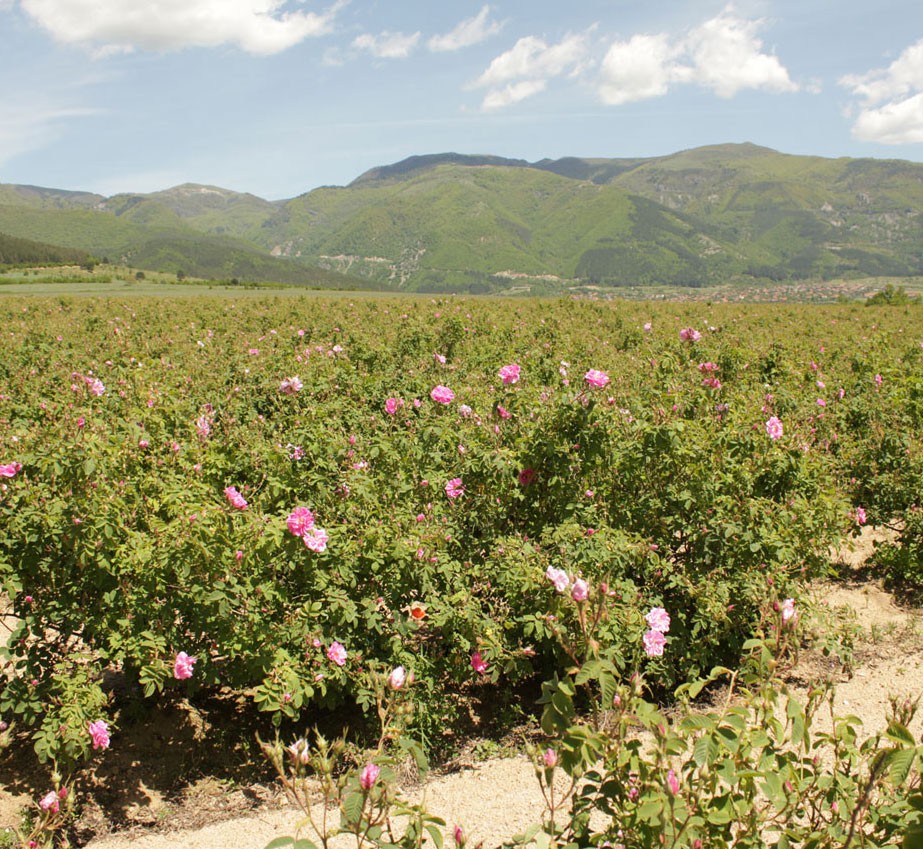 Rose Valley, near Kazanluk