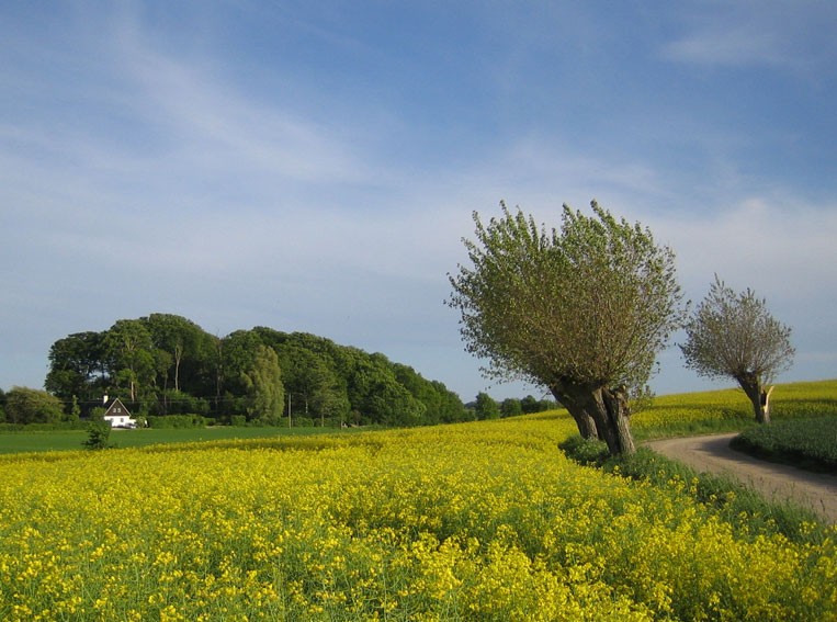 Farmland in Scania