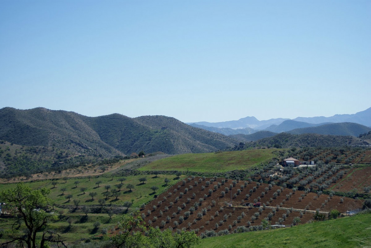 Olive trees in Andalusia