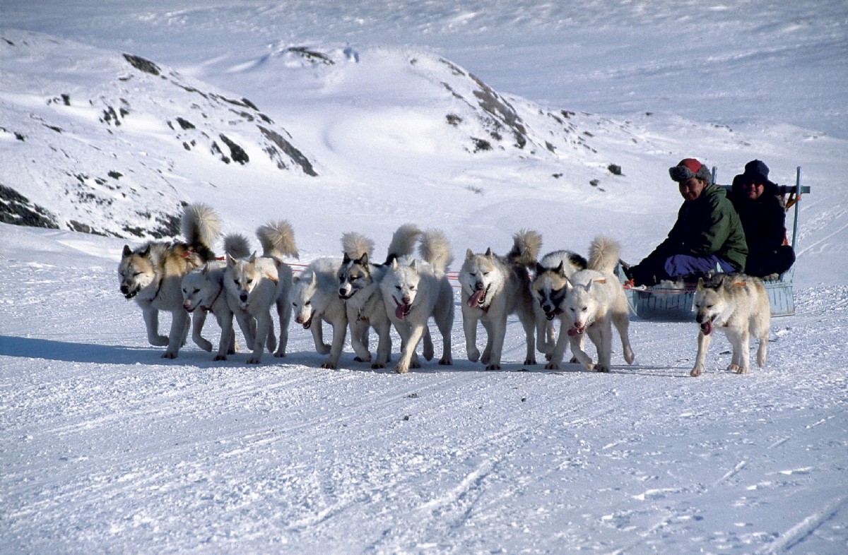 Dog sledding