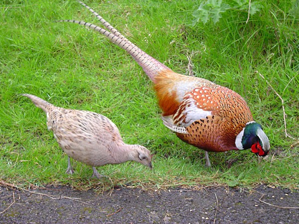 Female (left) and male (right) common pheasant
