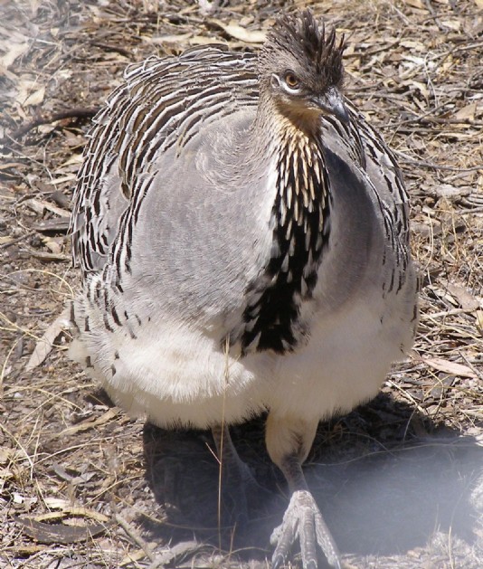 Mallee fowl