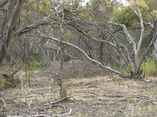 A mound built by a malleefowl.