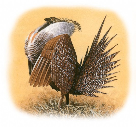Male sage grouse displaying