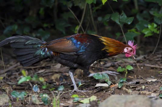Red junglefowl