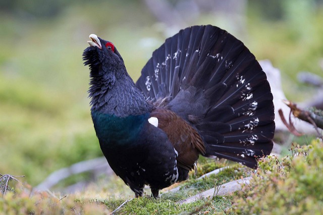 Capercaillie cock giving his mating display