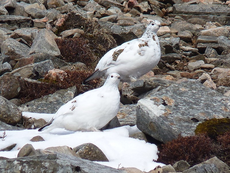 Rock ptarmigans in their winter plumage