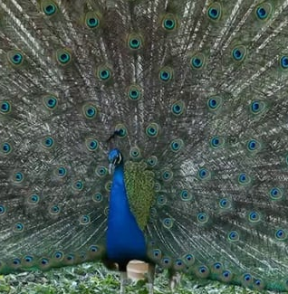 A peacock displays for a peahen.