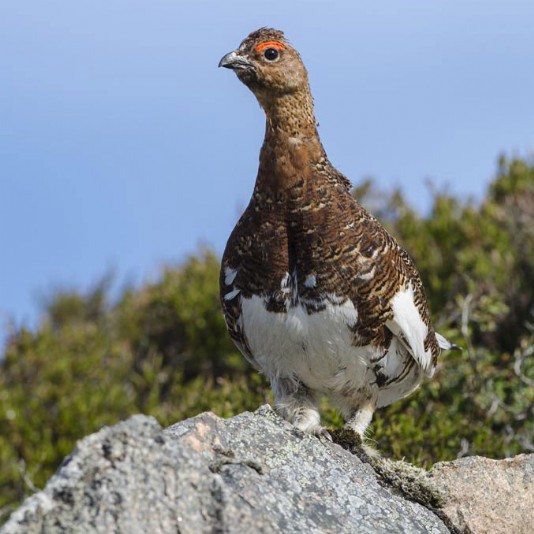 Willow ptarmigan