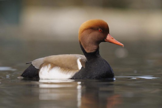 Red-crested pochard