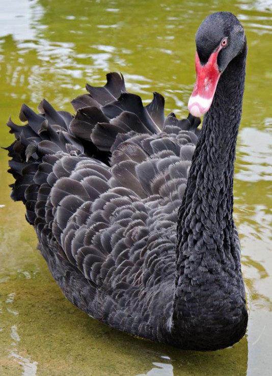 Black swan