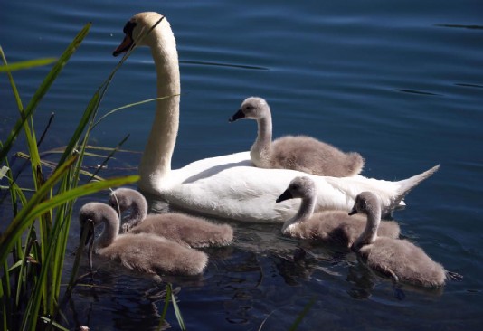 A swan with cygnets