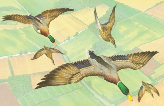 Mallards in flight