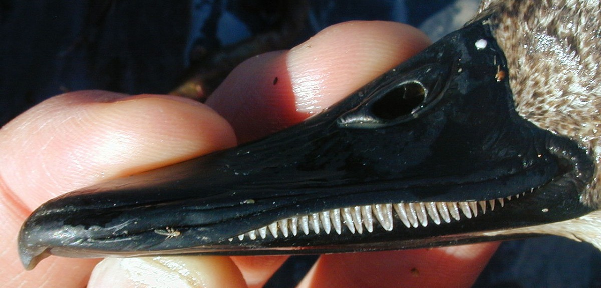Pecten, the filter "teeth" in a duck's bill