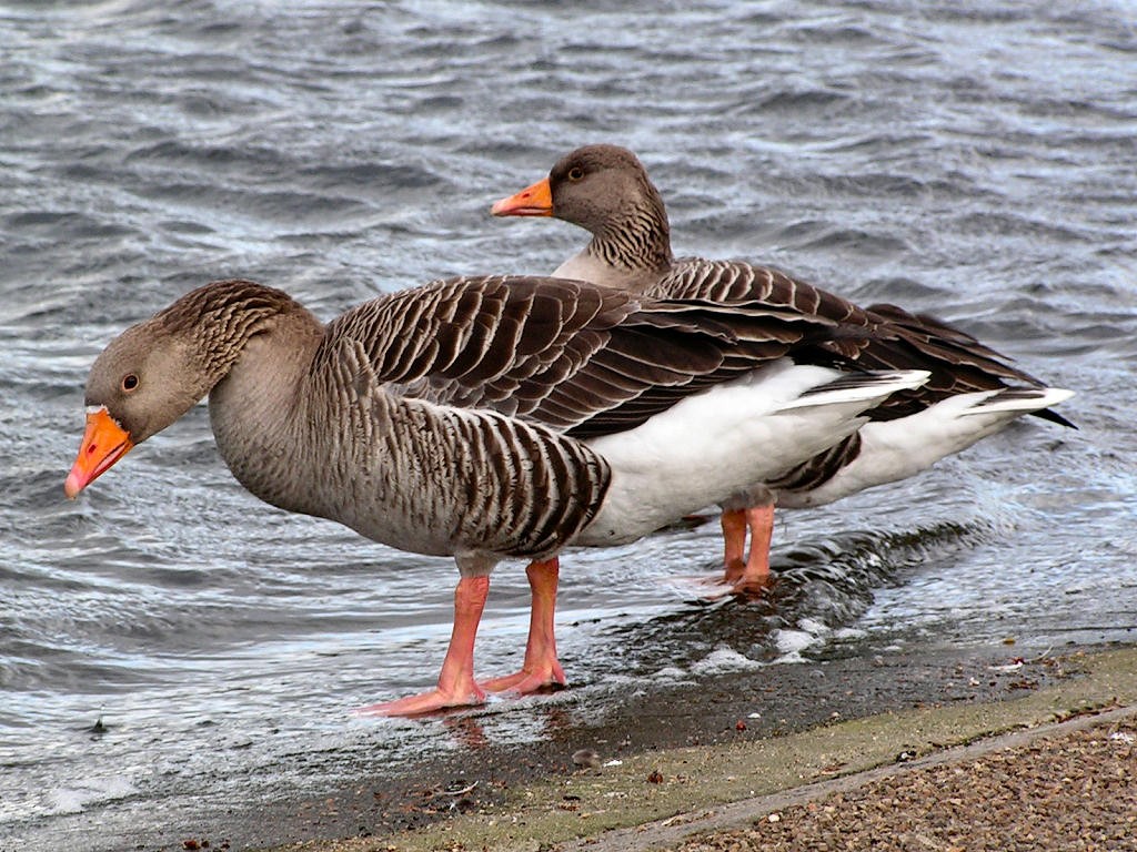 Greylag goose