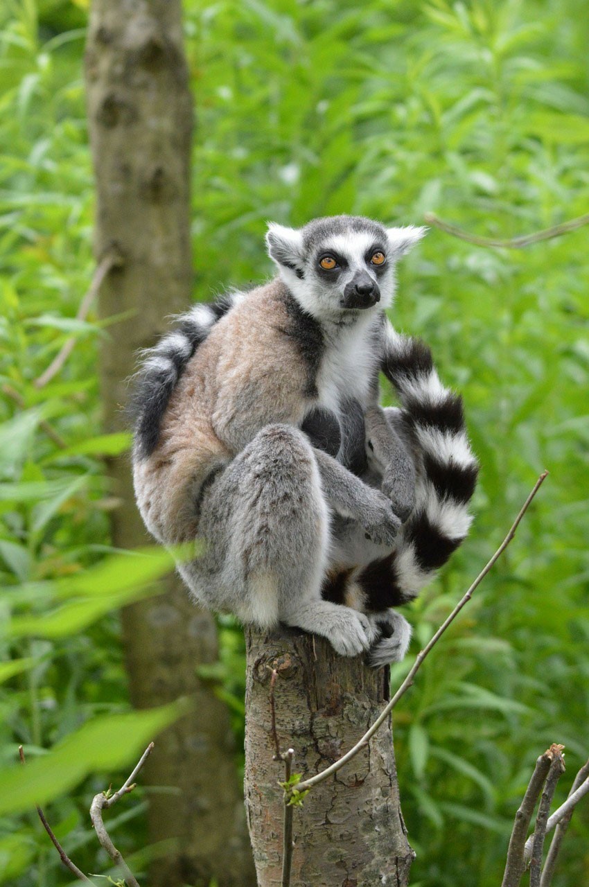 Ring-tailed lemur