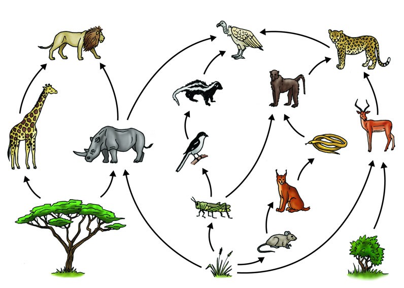 A savanna food web, showing interdependence of species