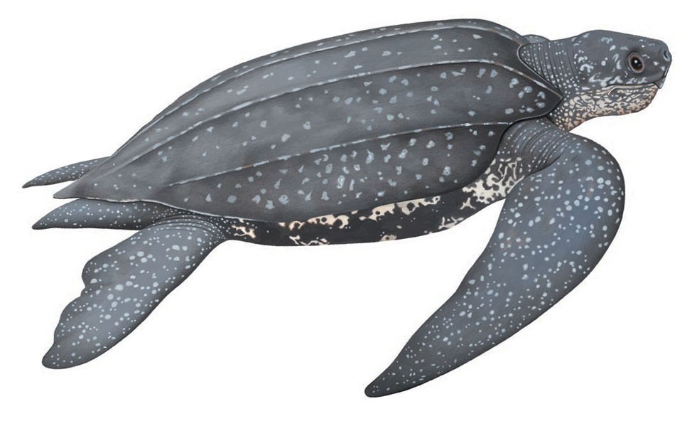 Leatherback turtle