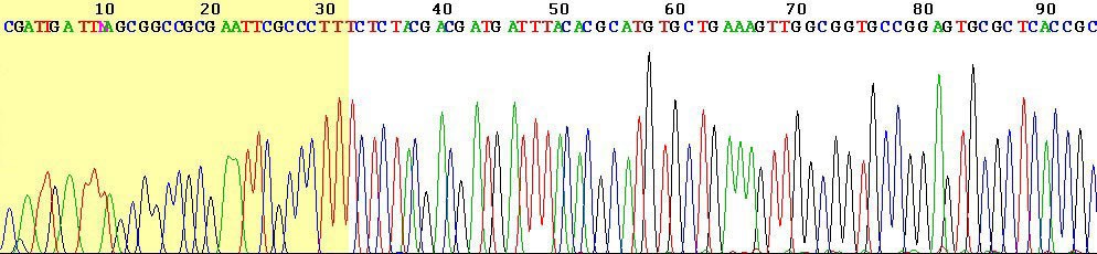 Human DNA sequence