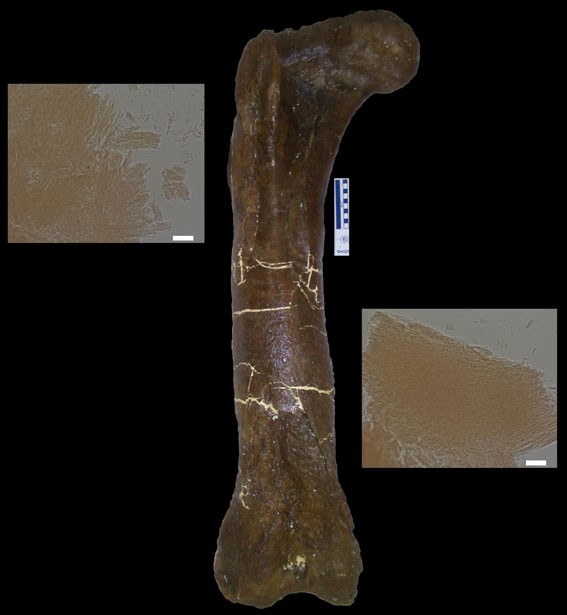 Images of a T. rex bone