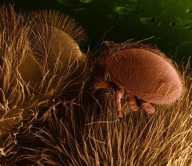 Varroa mite on a honeybee