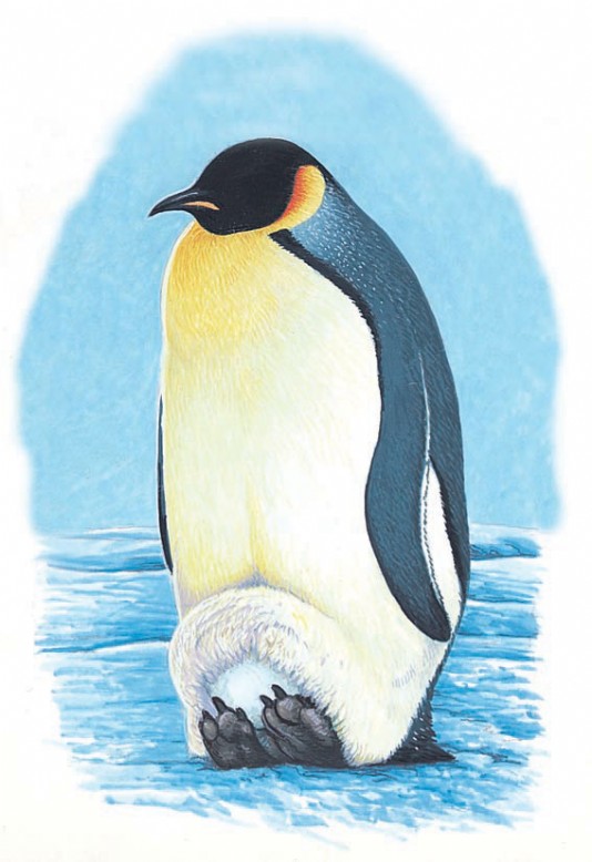 A male emperor incubating its egg
