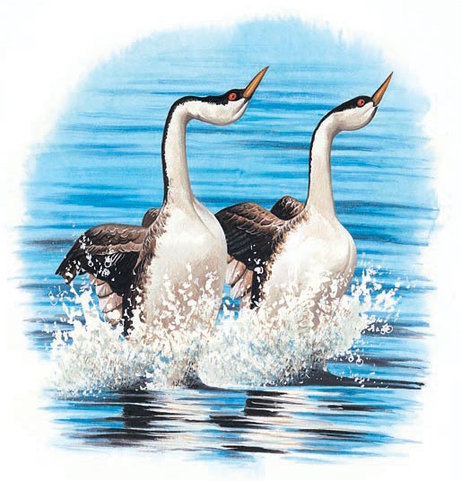 Grebes courting