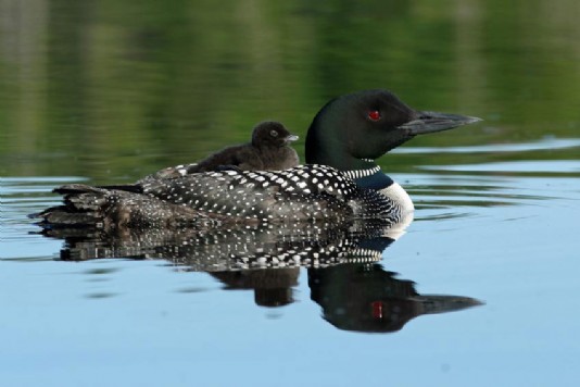 The common loon with its chick riding on its back