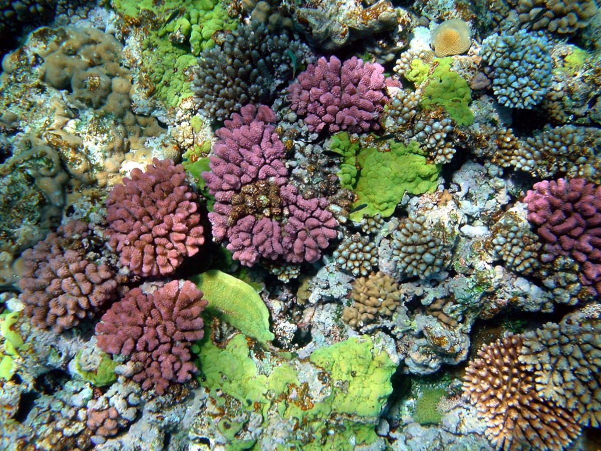Corals owe their colours to the presence of algae