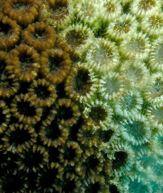 Healthy coral (left) becoming bleached (right)