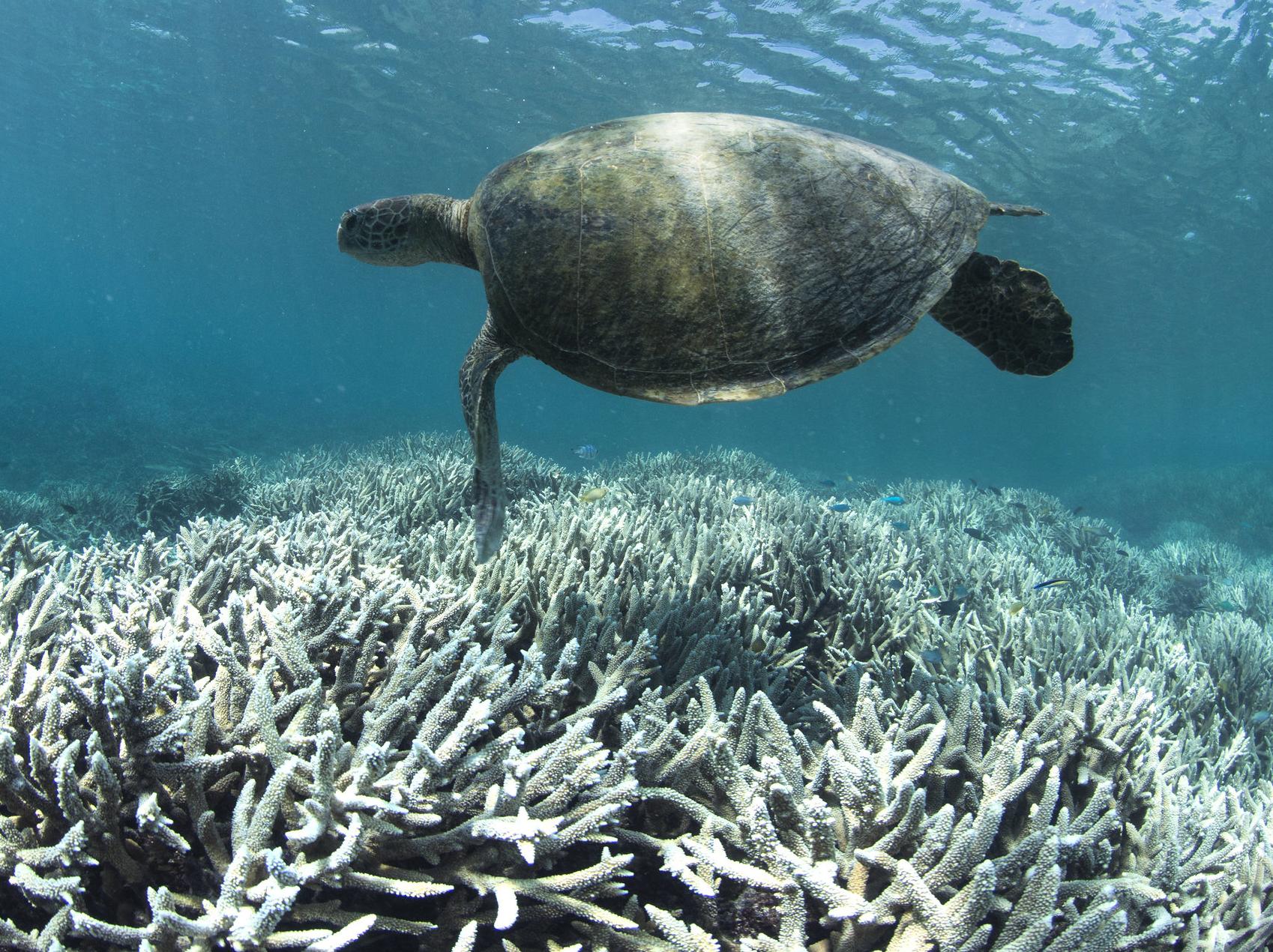 Bleached coral near Heron Island, Great Barrier Reef