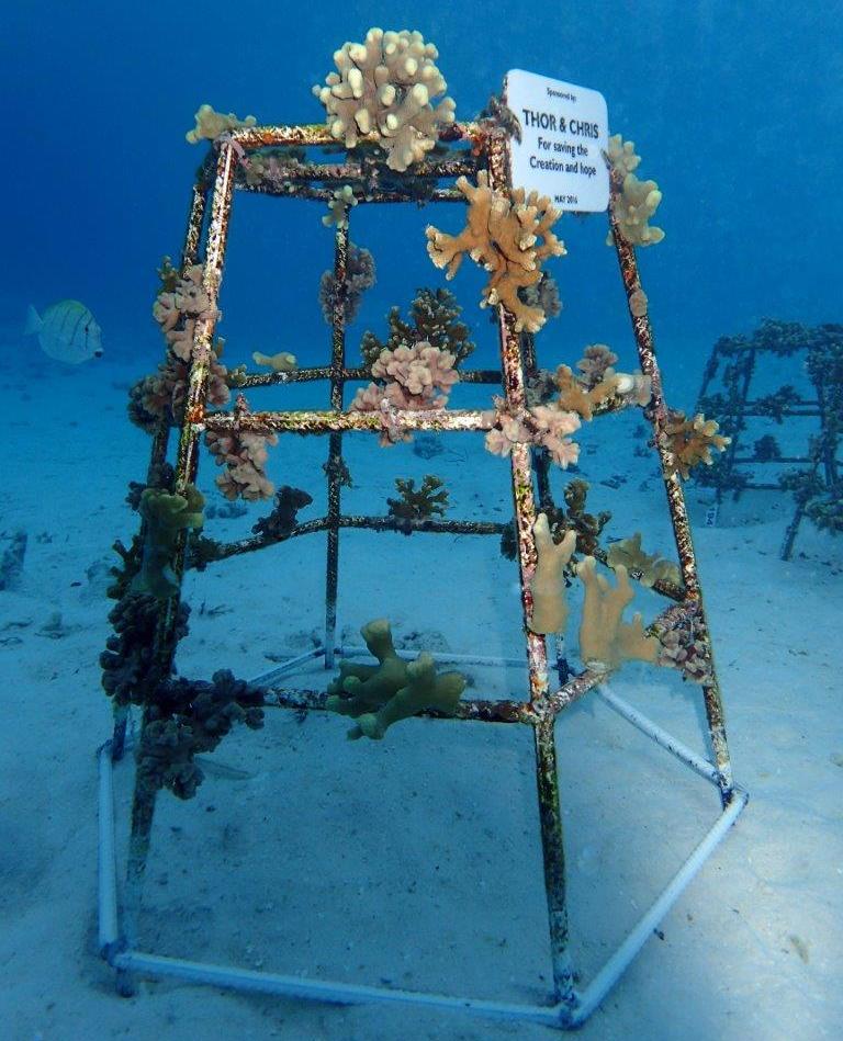 Planted corals on a frame positioned on the sea bed