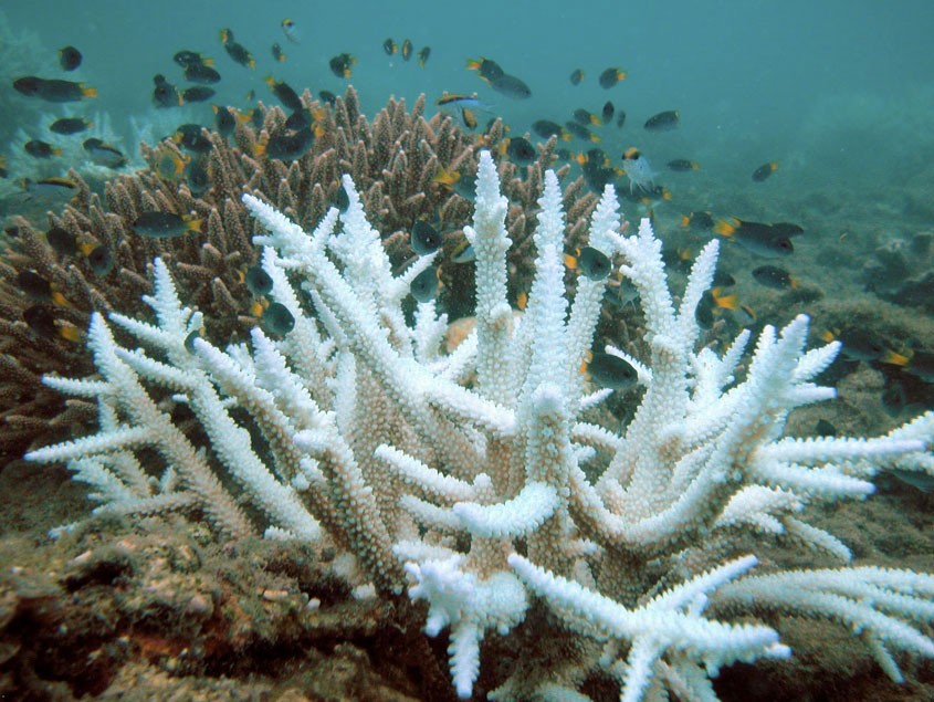 Healthy and bleached coral