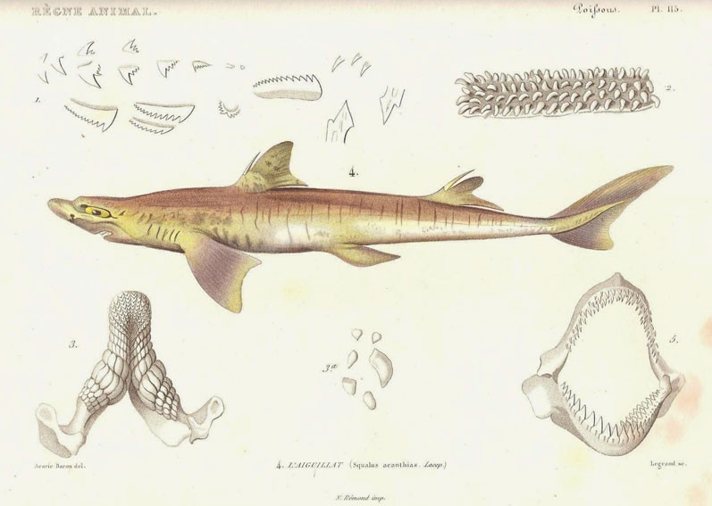 Plate from Cuvier’s work “The Animal Kingdom”