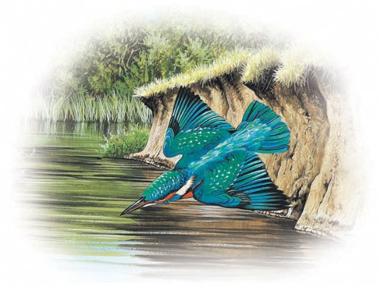 A common kingfisher dives for its prey