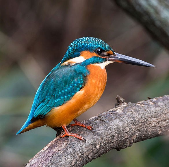 Common European kingfisher