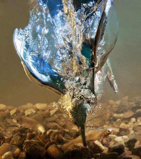 A kingfisher seizes its prey under water