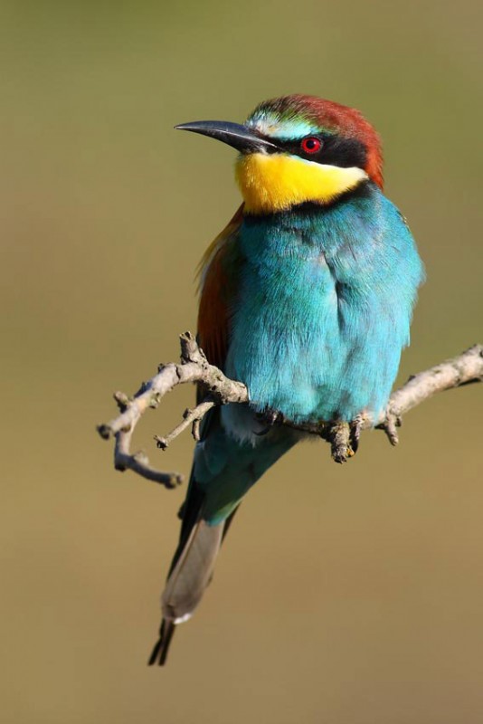 European bee-eater