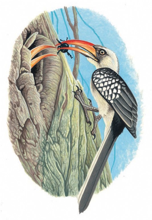 A pair of red hornbills nesting