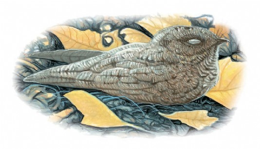 Poorwill