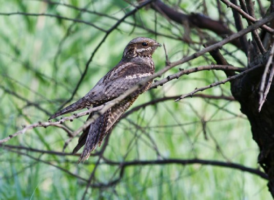 Common nightjar