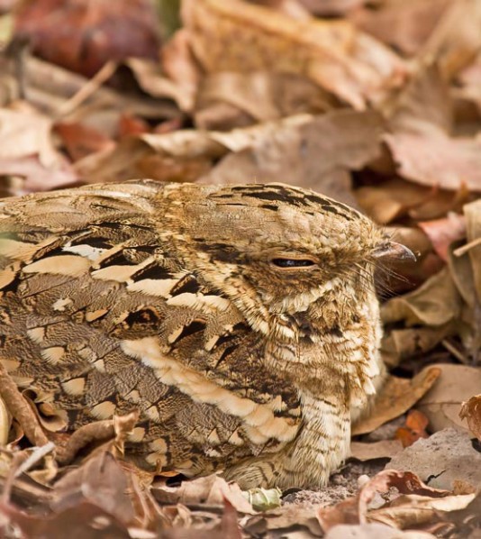 A long-tailed nightjar, camouflaged on leaves