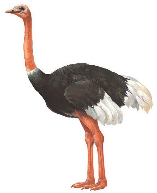 Male ostrich