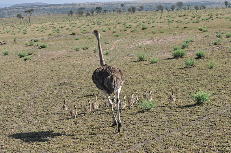 Female ostrich with chicks