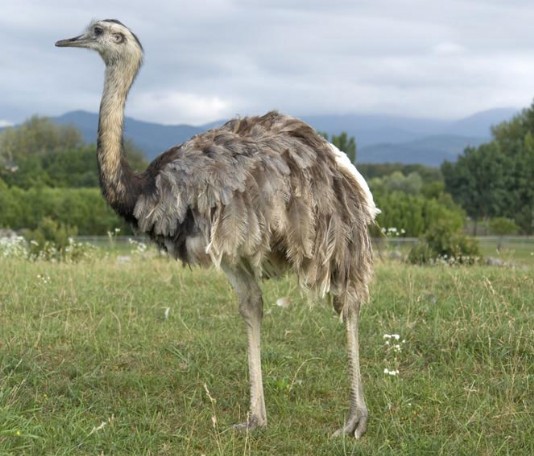Rhea